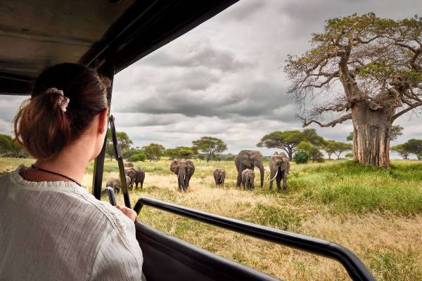 Un safari inoubliable en Tanzanie