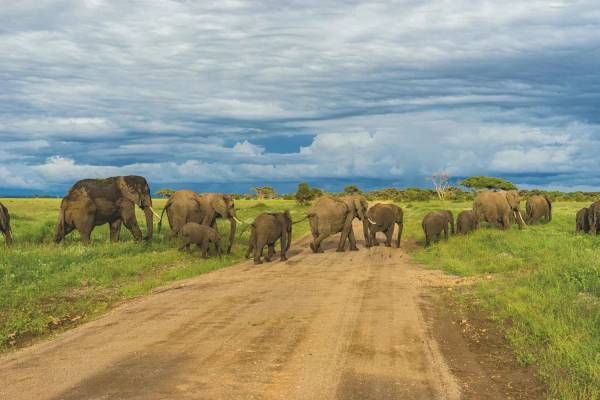 Un safari inoubliable en Tanzanie